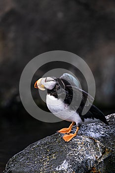 Horned Puffin Flapping Wings and Stretching