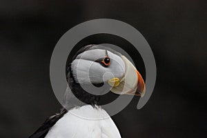 Horned Puffin (Fratercula corniculata)