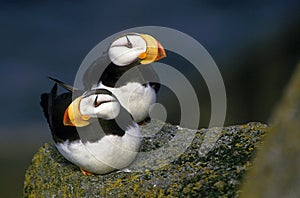 HORNED PUFFIN fratercula corniculata, PAIR ON ROCK IN ALASKA