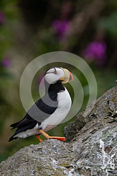 Horned Puffin portrait photo