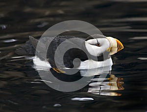 Horned Puffin Reflection Alaska