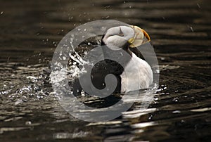 Horned Puffin Spashing with Reflections Alaska