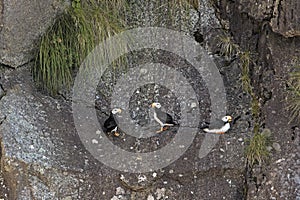 Horned Puffins on Nesting Rocks