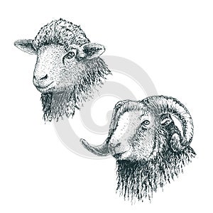 Horned ram and lamb