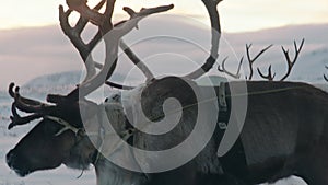 horned reindeer eat moss reindeer moss at deer farm on winter day, wooden cart, Lapland, Northern Finland,sm, ride