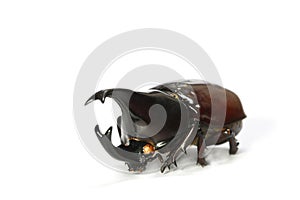 Horned rhino beetle