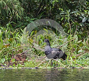 Horned Screamer