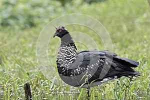 Horned screamer