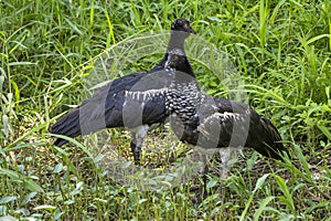 Horned Screamer Anhima cornuta bird in Amazonas