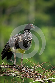 Horned Screamer - Anhima cornuta in Manu National park, Peru, bird from amazonian rain forest, green leaves in background