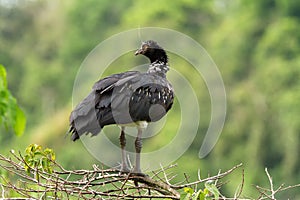 Horned Screamer - Anhima cornuta in Manu National park, Peru, bird from amazonian rain forest, green leaves in background