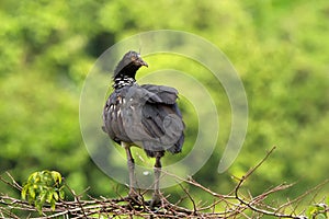 Horned Screamer - Anhima cornuta in Manu National park, Peru, bird from amazonian rain forest, green leaves in background