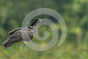 Horned Screamer - Anhima cornuta in Manu National park, Peru, bird from amazonian rain forest, green leaves in background