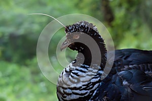 Horned Screamer bird