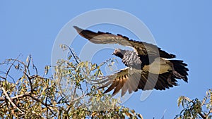 Horned Screamer in flight