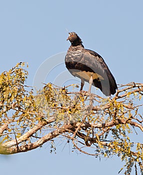 Horned Screamer on tree