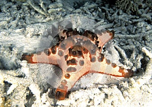 Horned sea Star, Mabul Island, Sabah