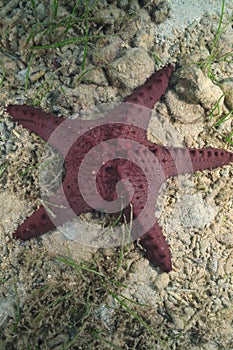 Horned sea star