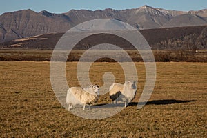 Horned Sheep Grazing in Field at Sunset