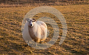 Horned Sheep Grazing in Field at Sunset