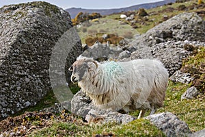 horned sheep at large in beautiful mountain intonation in the Scottish highlands photo