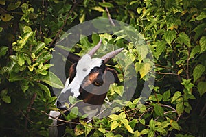 Horned small goat in bushes. Cute goat kid portrait. Grazing cattle. Goat muzzle. Livestock. Little goat on pasture.