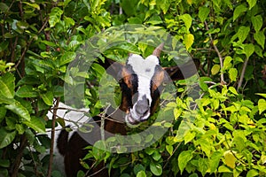 Horned small goat in bushes. Cute goat kid portrait. Grazing cattle. Goat muzzle. Livestock. Little goat on pasture.