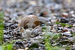 horned snail crawls over rocks