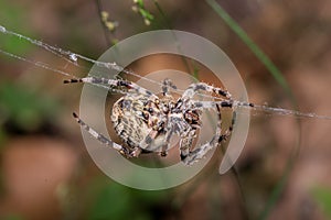 Spider spins web - Araneus Angulatus