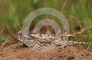 Horned Toad photo