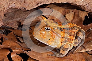 Horned toad Ceratophys cornuta photo