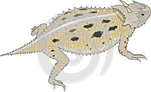 Horned Toad Illustration