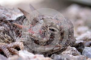 Horned Toad Lizard