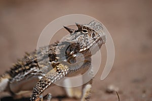 Horned toad lizard 2