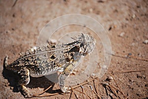 Horned toad lizard 4