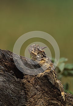 Horned Toad lizard