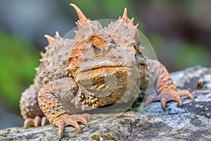 horned toad lizard with camouflage skin on rocks