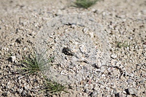 Horned Toed Lizard in Desert