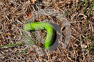 Horned tomato worm