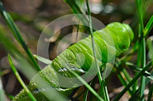 Horned Tomato Worm