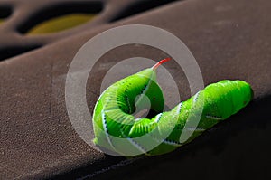 Horned tomato worm