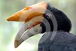 Horned toucan