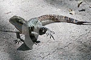 Horned-tree green lizard on the ground