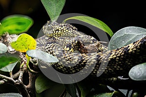 Horned tree viper (Atheris ceratophora) on a tree branch