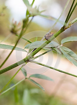 Horned Treehopper on green branch