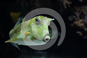 Horned trunckfish in water bassin in Ouwehands