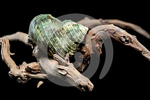 Horned Turbo cornutus Snail on Driftwood photo