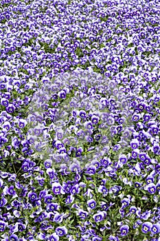 Horned violet flowers