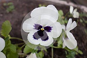 Horned violet. Viola cornuta.