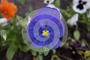 Horned violet. Viola cornuta.